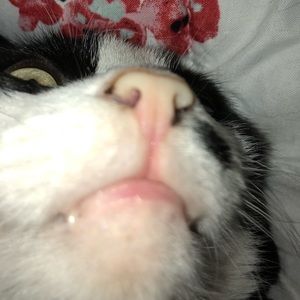 Meet your Posher, Allison